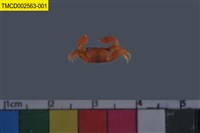 藏品(角眼切腹蟹)的圖片